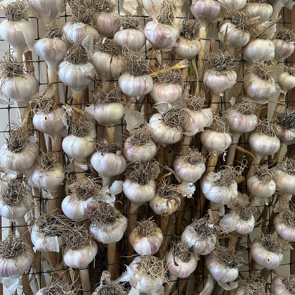 Garlic from The Farm: San Juan Island - Picture 8 of 14